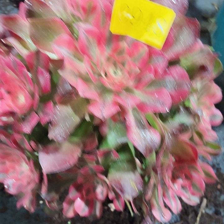 多肉植物香妃0948