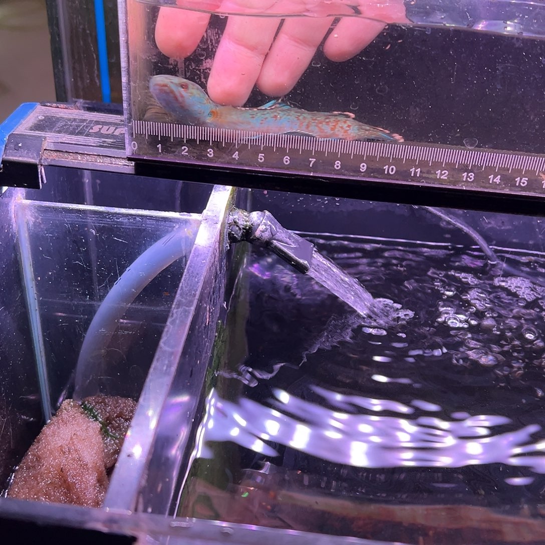 ㅤ***。海水鱼金尘雷龙专拍链接