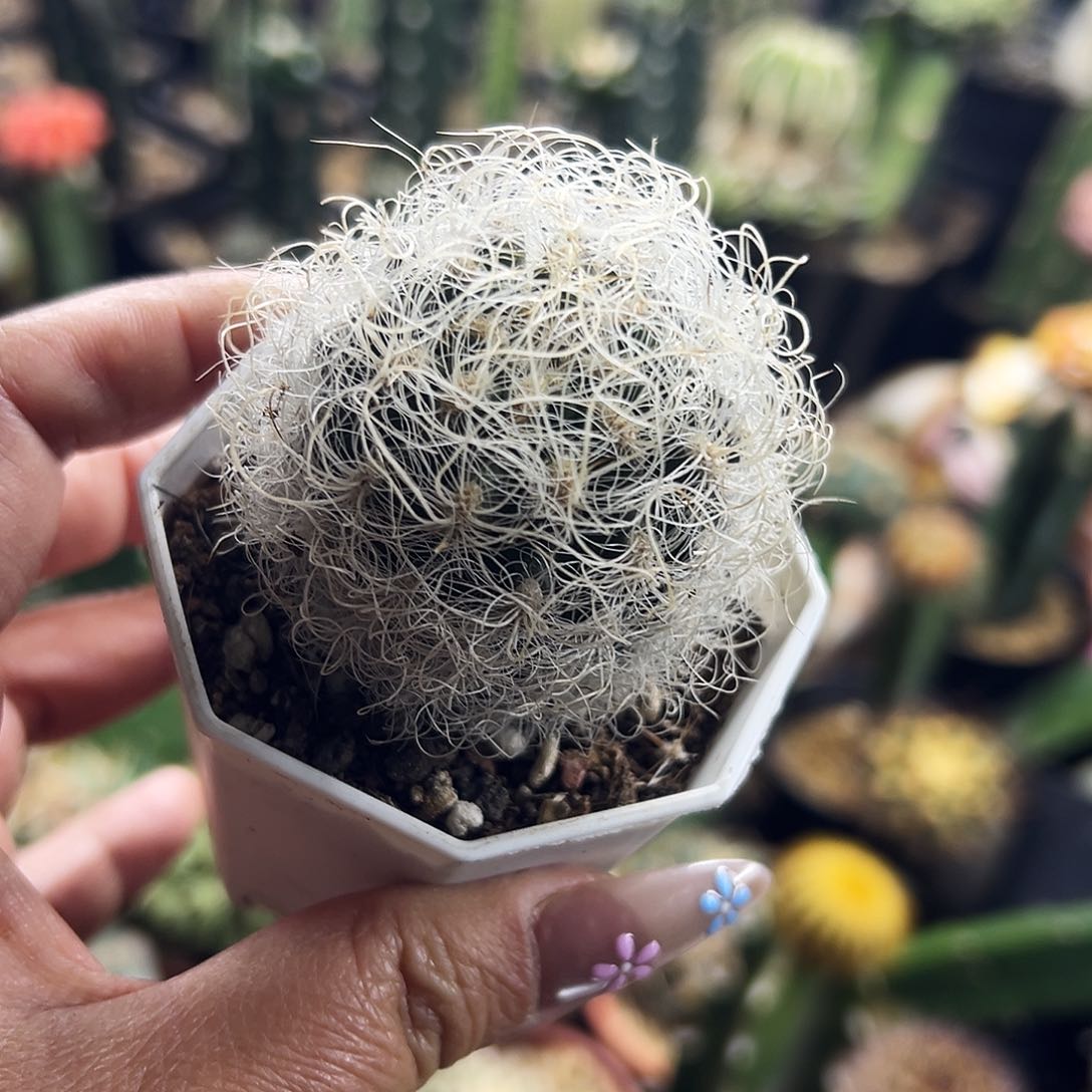 银翁仙人球111111111