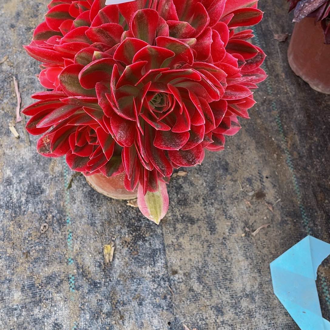 265多肉植物的生长