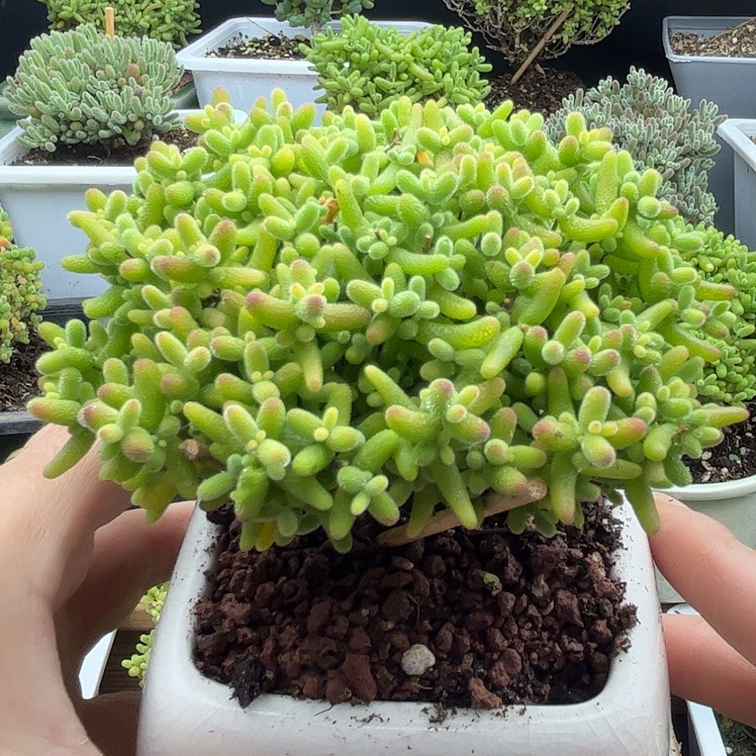 35蜜桔带盆优选枝干番杏