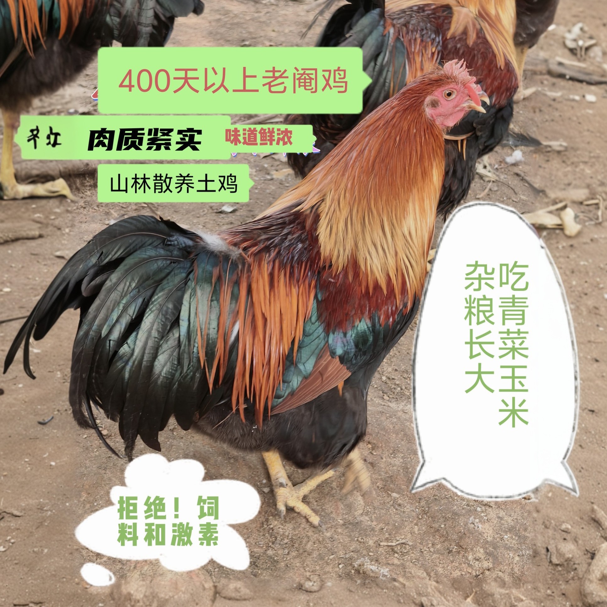 可以发毛鸡山林散养400天以上清远老阉鸡喂玉米杂粮 包冰率不含冰