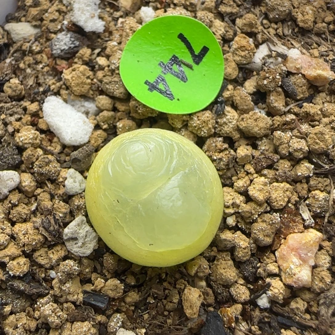 拉登1.3多肉植物744