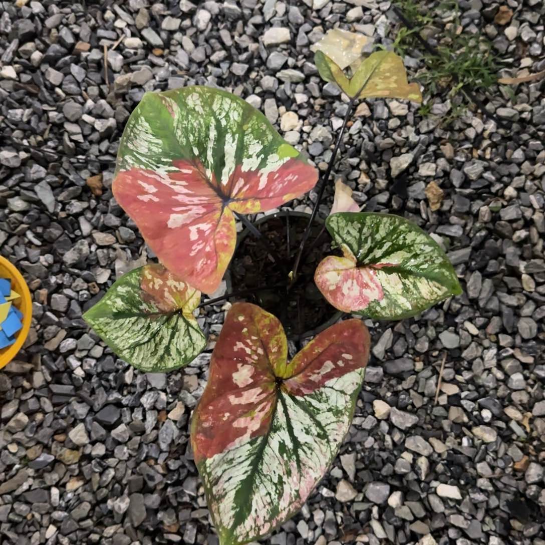 7044-0804泰国发货多肉