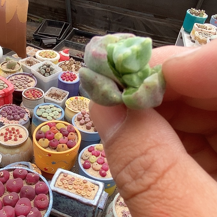 郭***?1546绿豆糕一颗       