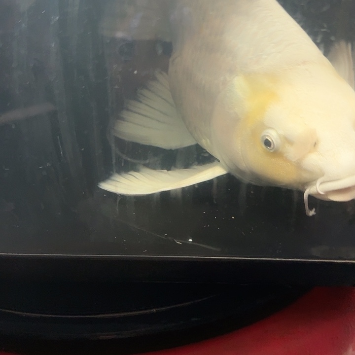 鱼***忆蝴蝶鲤鱼蝴蝶鲤180