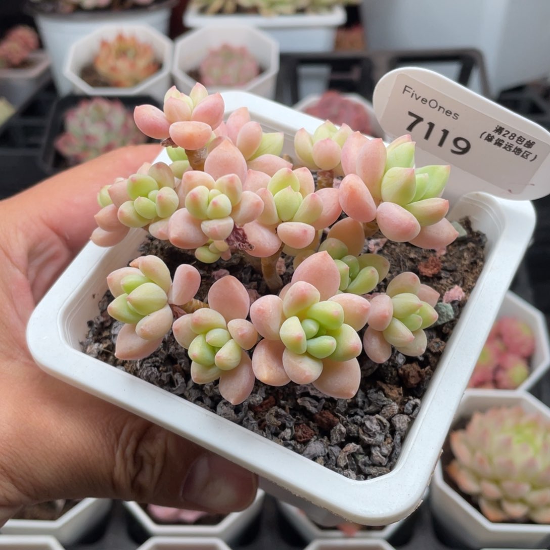 7119奶酪蛋糕9厘米