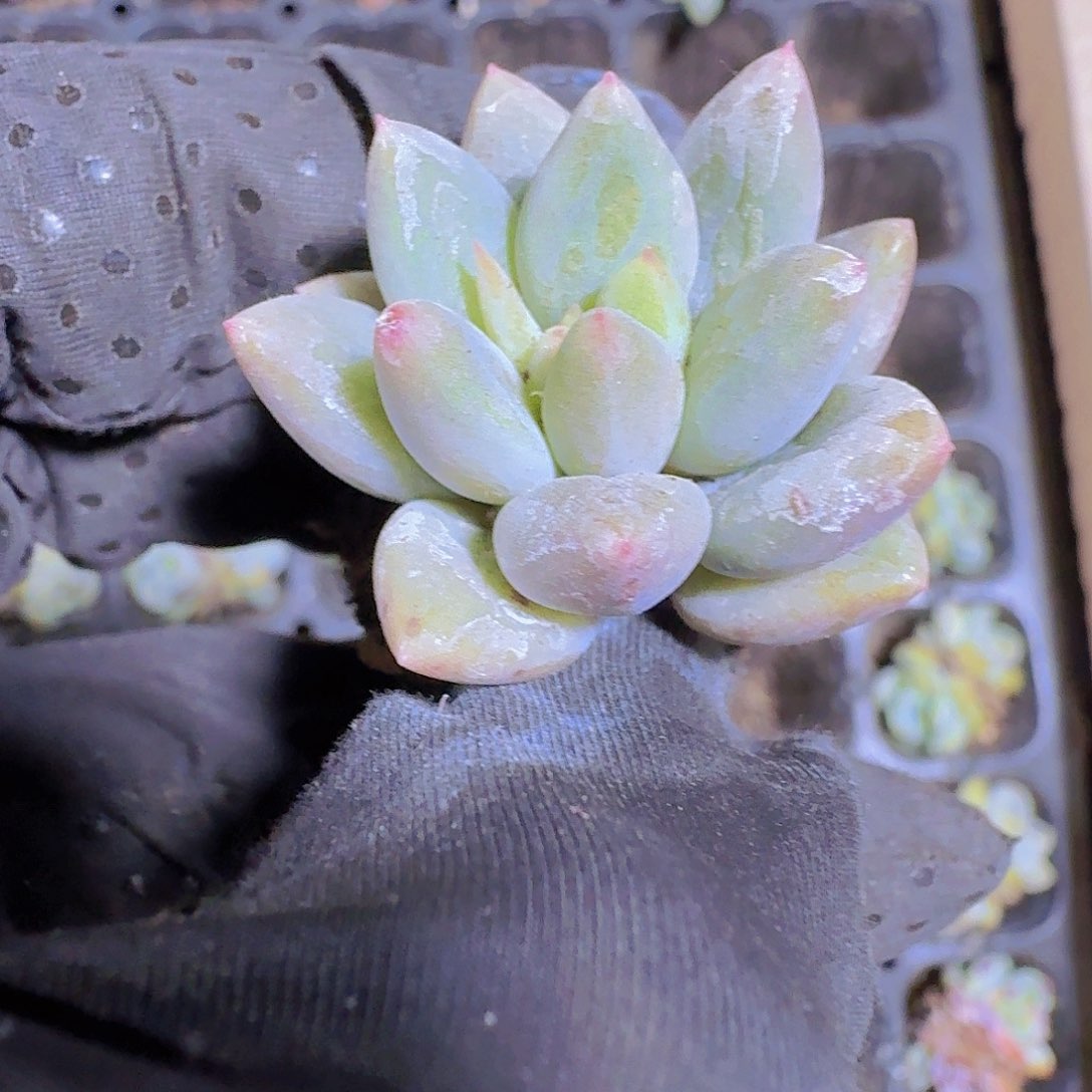 精品红蜻蜓两颗一组