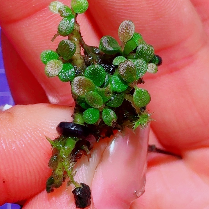 无花朵福利55号福利价植物一头