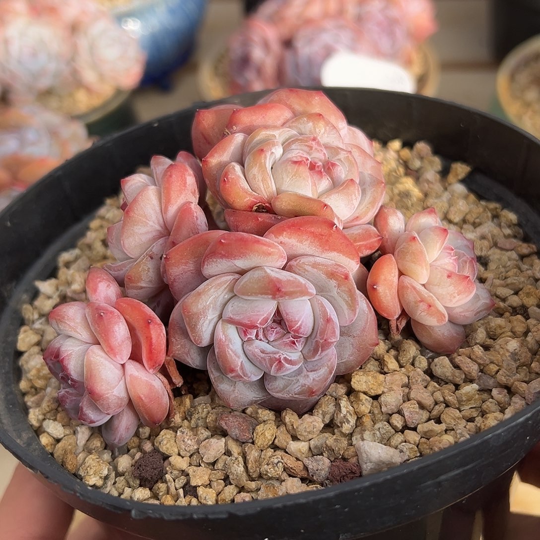 6头金控短肥圆哈哈哈哈