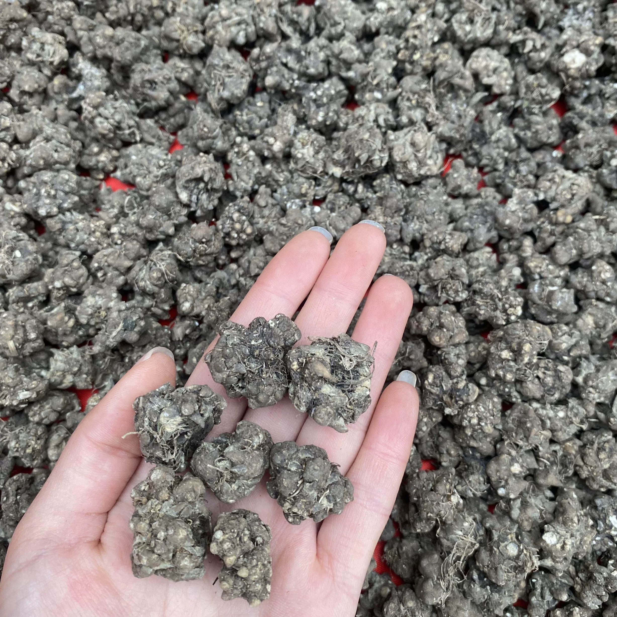 【阿丹臻品】种植猫爪草 较大无爪 农家土特产 