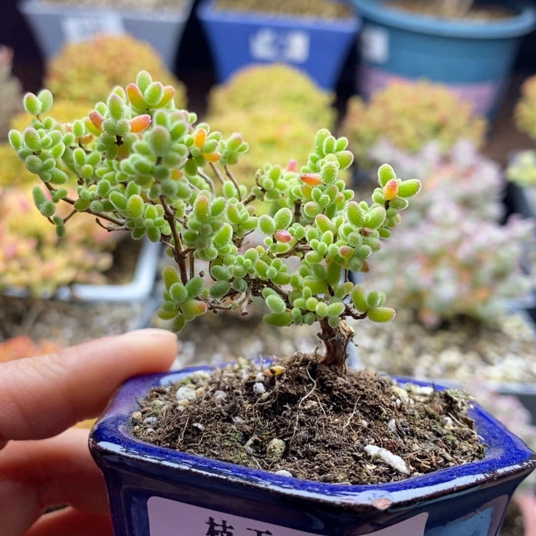 615飘桩蜜橘糖球 。     