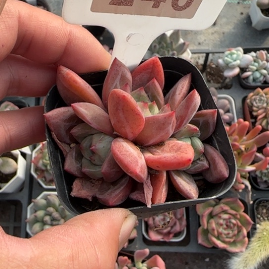 246酒红香槟多肉植物多