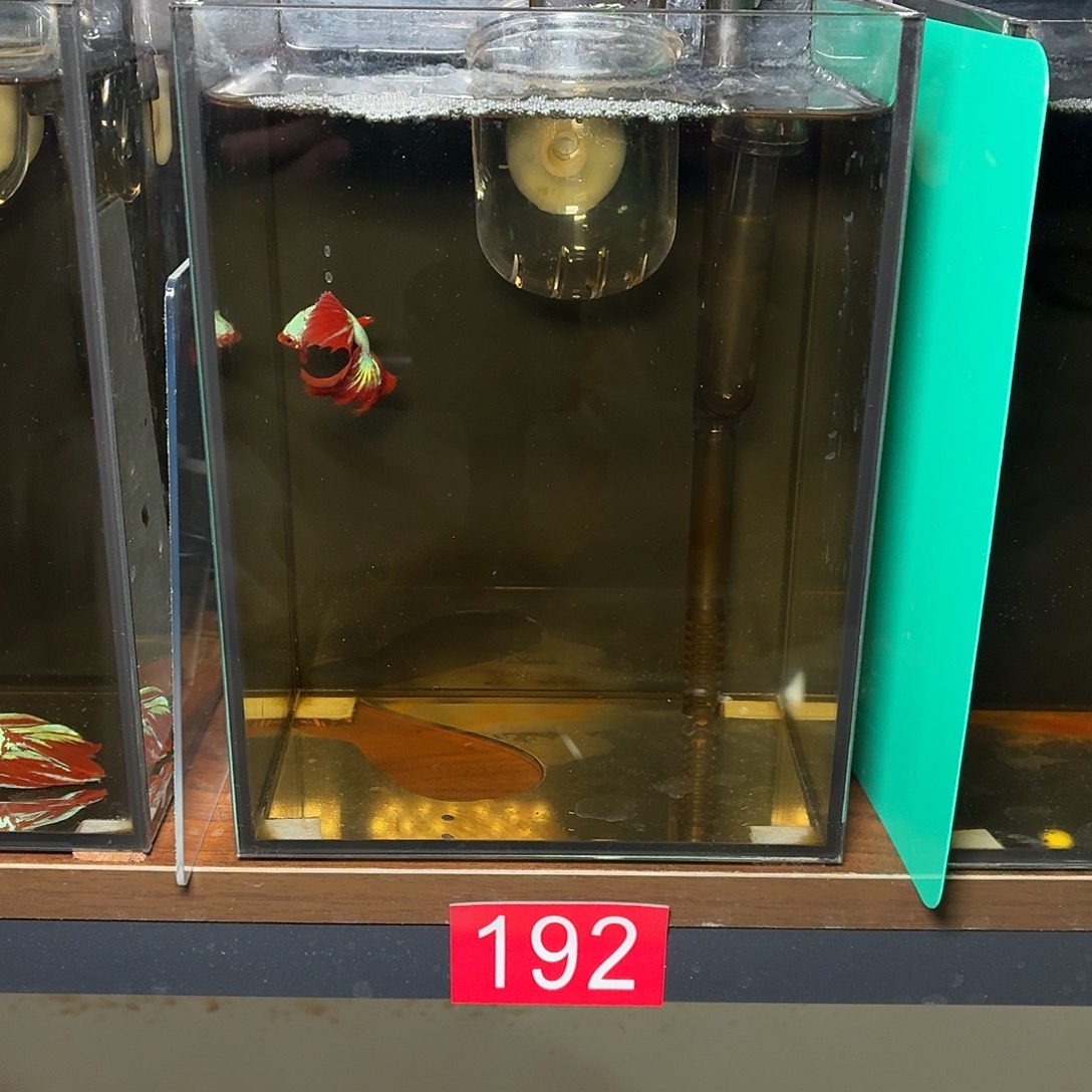 斗鱼彩金电摇半月