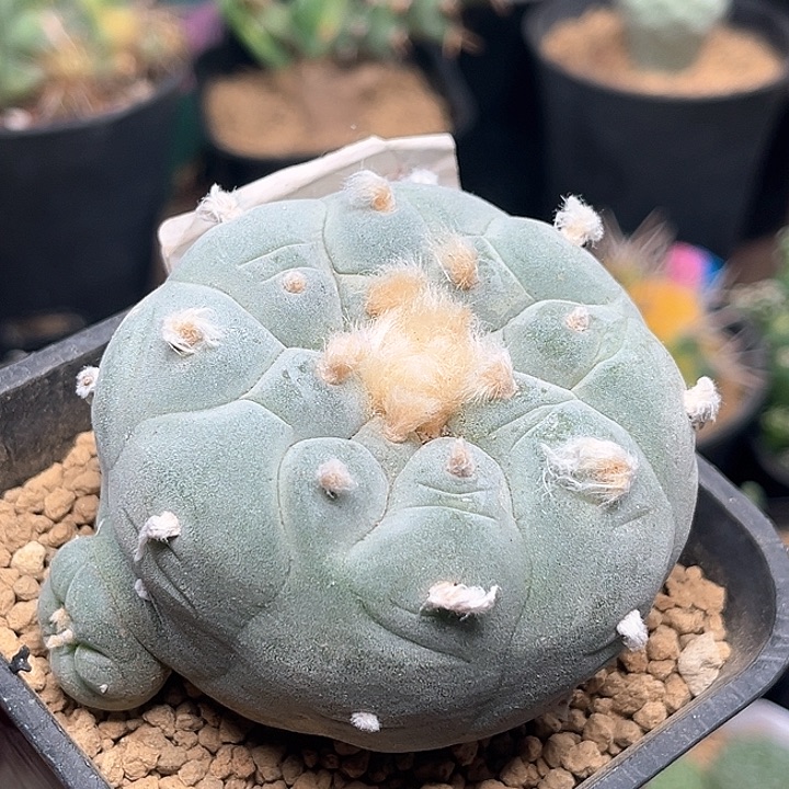 无花朵特白肌萝卜根海鲜母本6.7cm