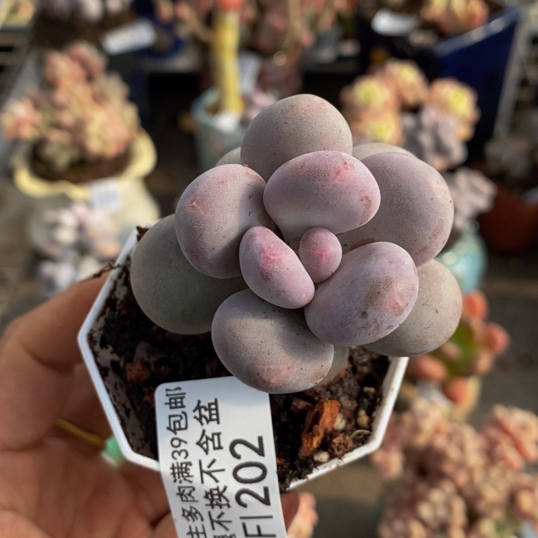丸叶蛋黄奶202/4c m