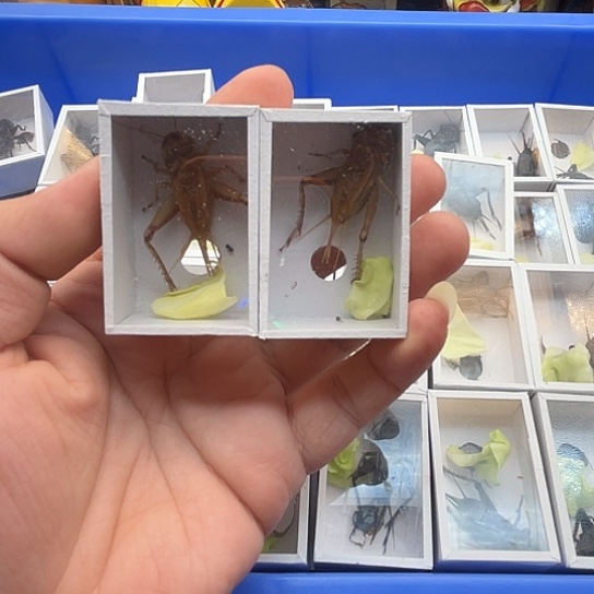 蟋蟀黑虫油葫芦2备1