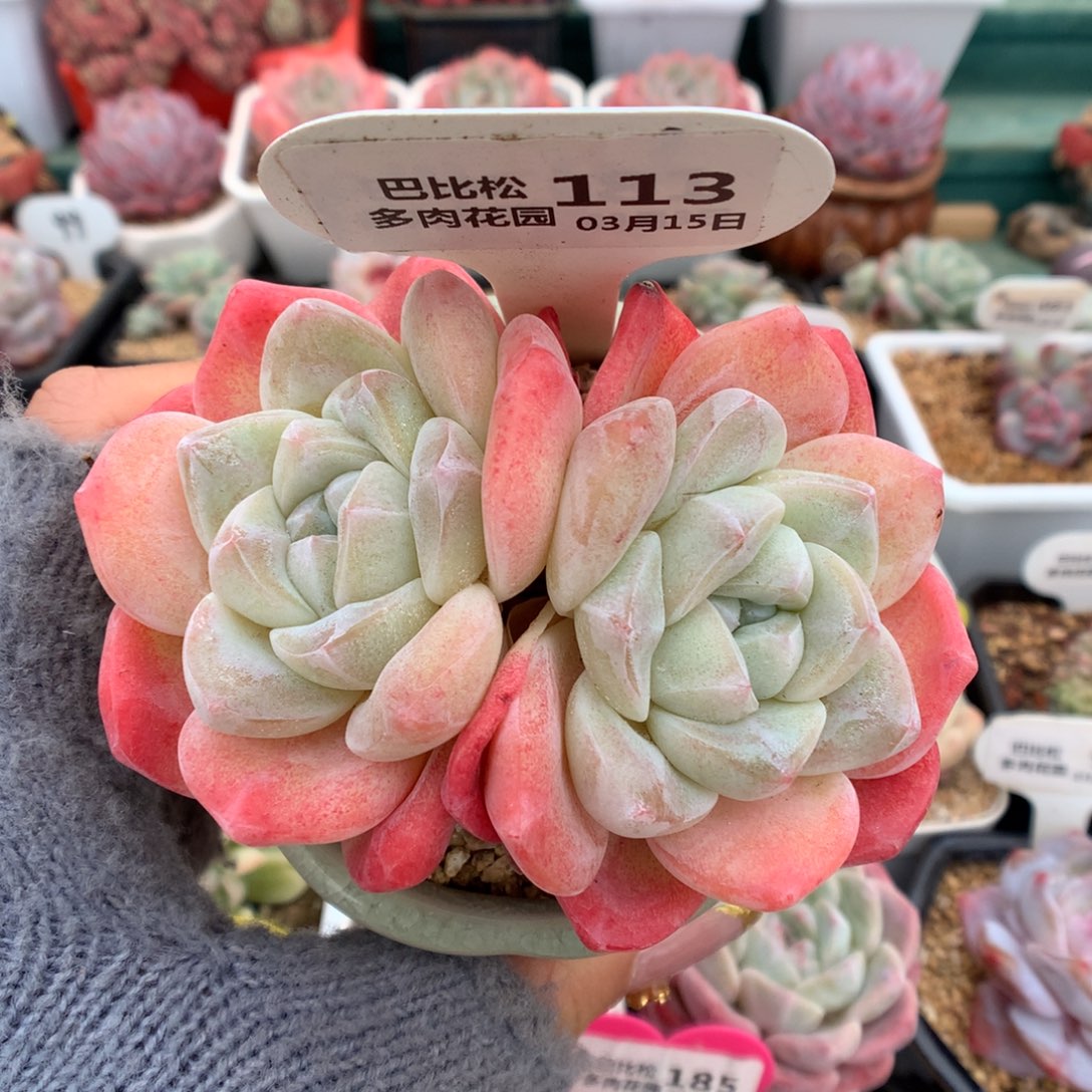 113双头粗桩冰玉多肉植物