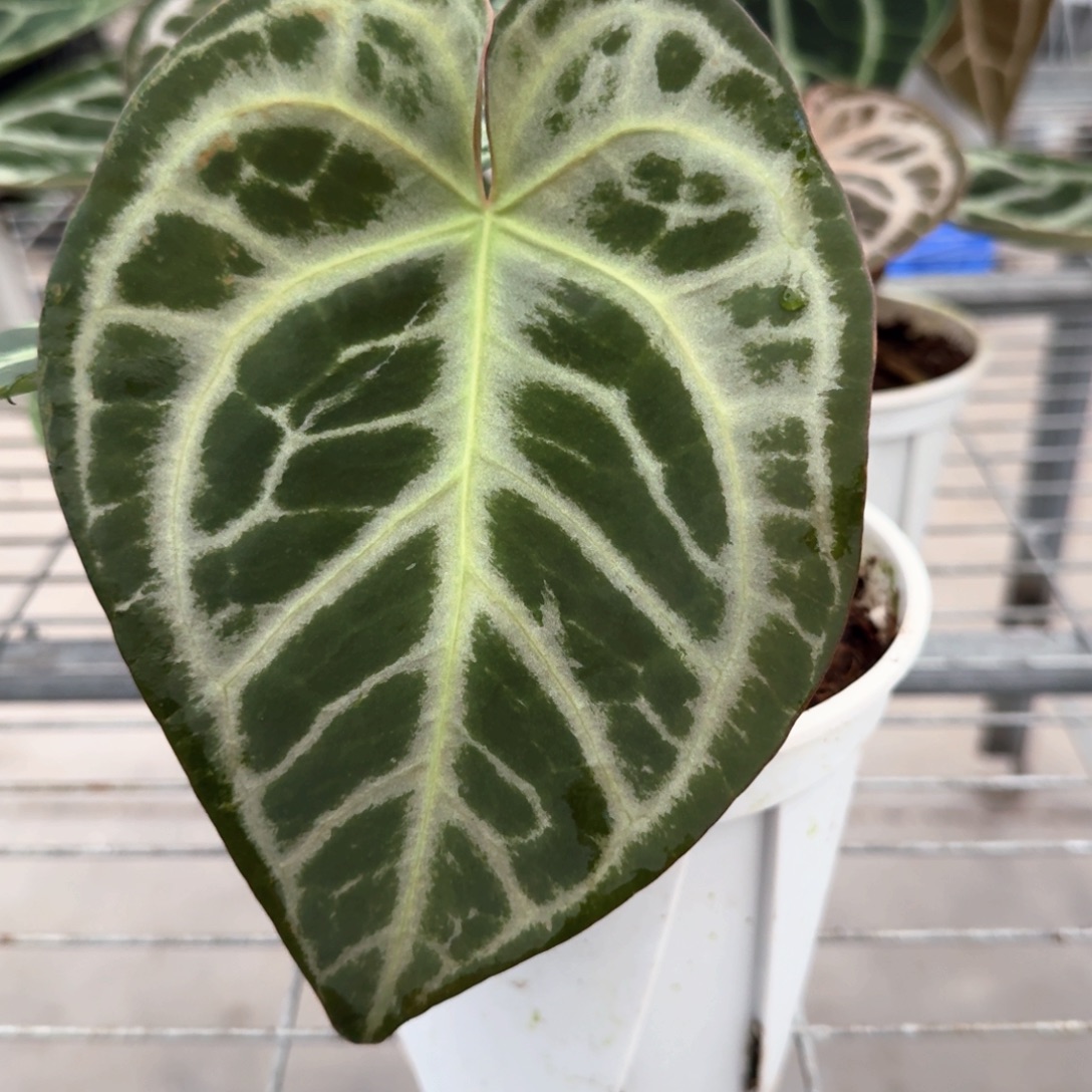 不开花植物1875 skg银杂辐射纹