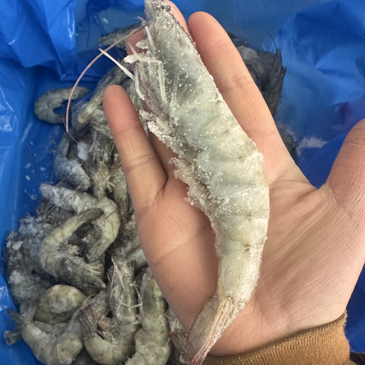 30/40大虾 净重3斤  海洋大虾新鲜速冻