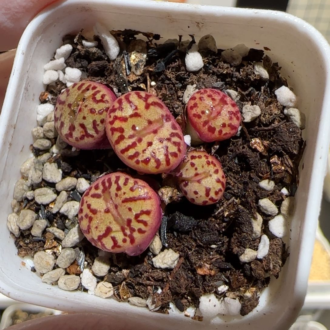 肉锥多肉植物百科-691