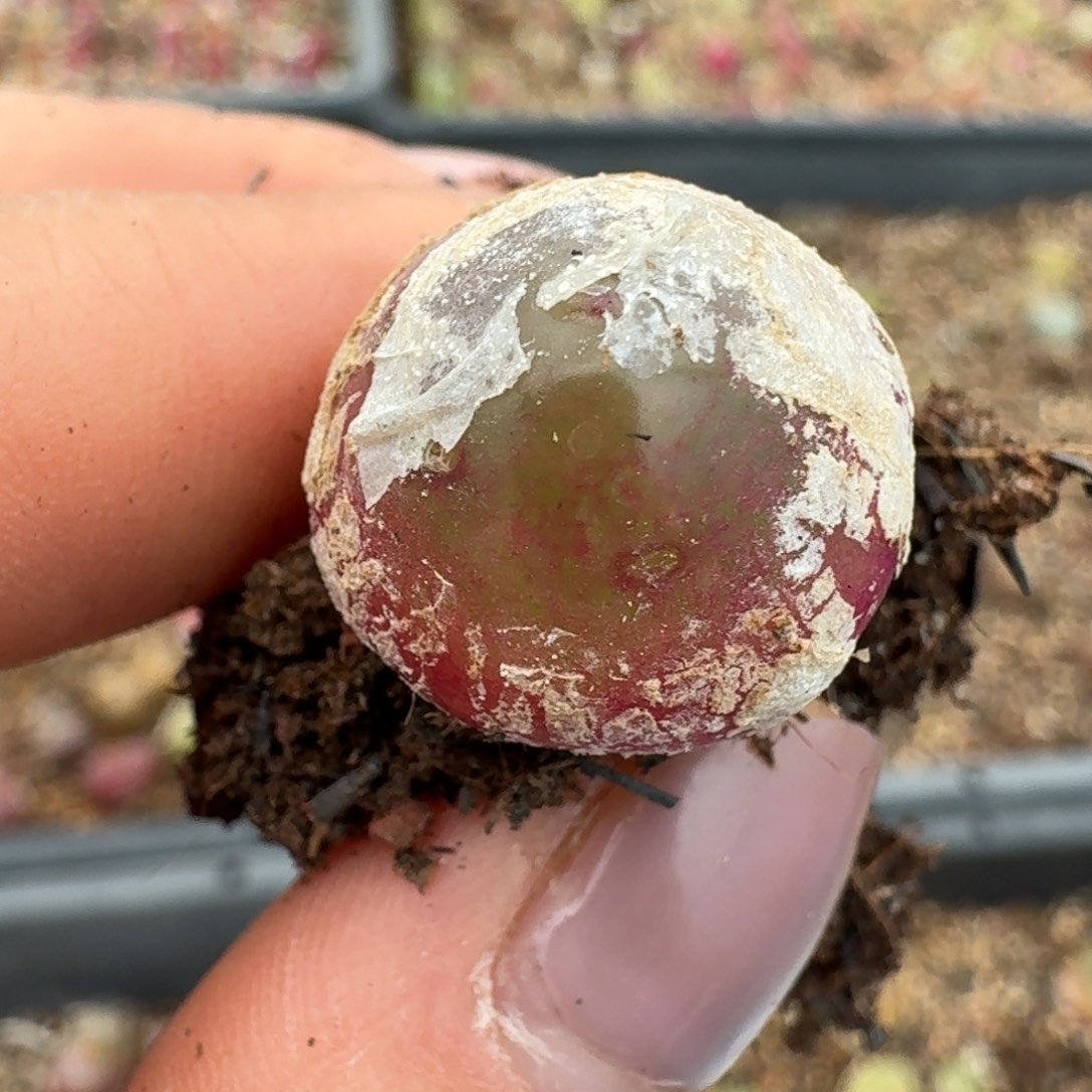 4099一颗灯灯一颗