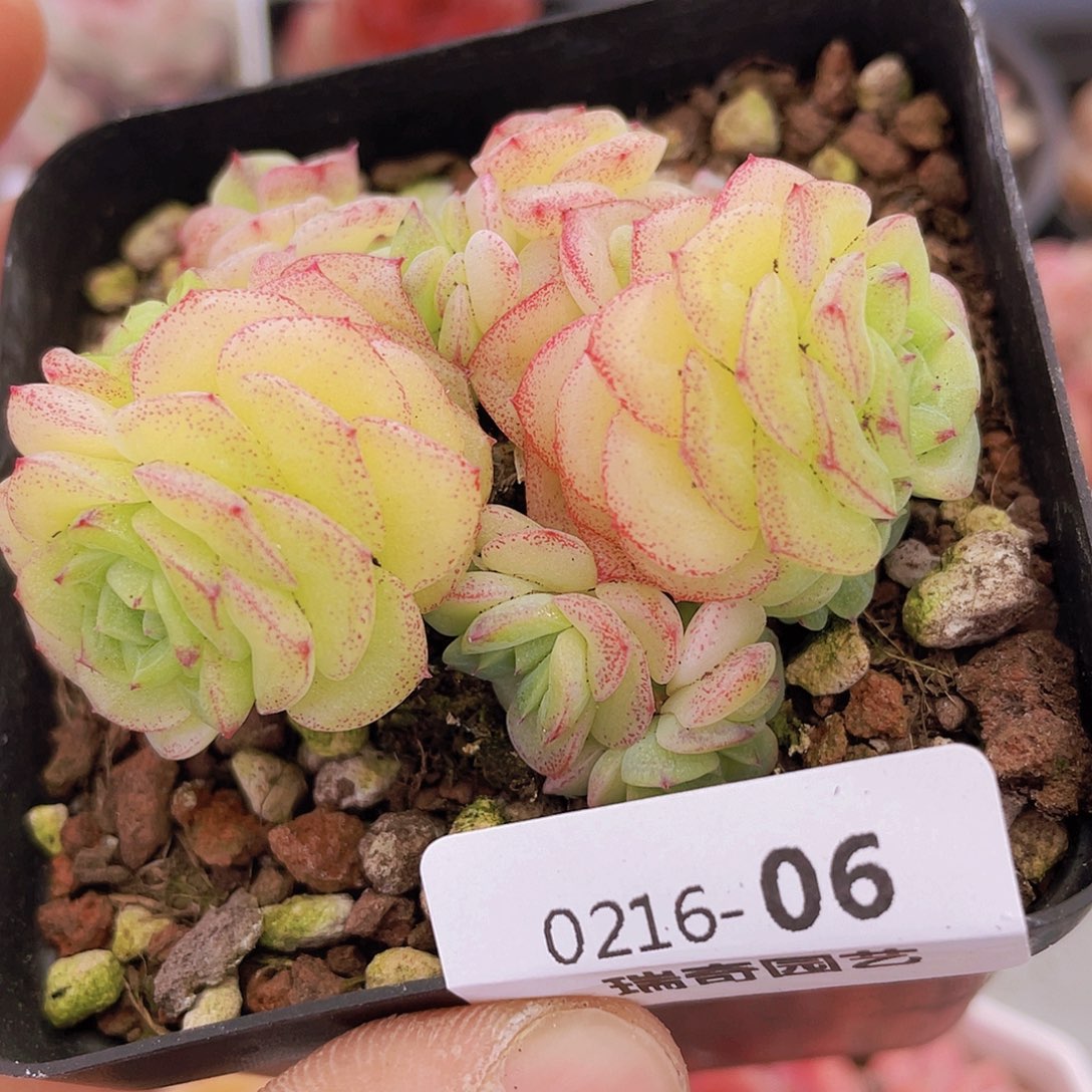 000000000000006量拍