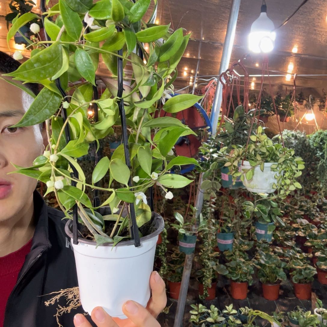 酷***西无花朵甜香球兰大苗