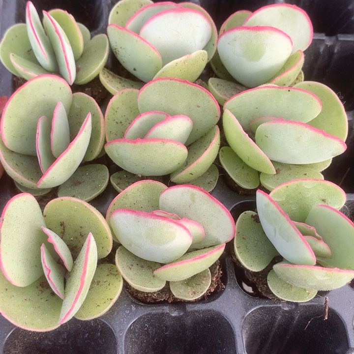 白眉。小。（满9.99包邮不满9.99发叶子）