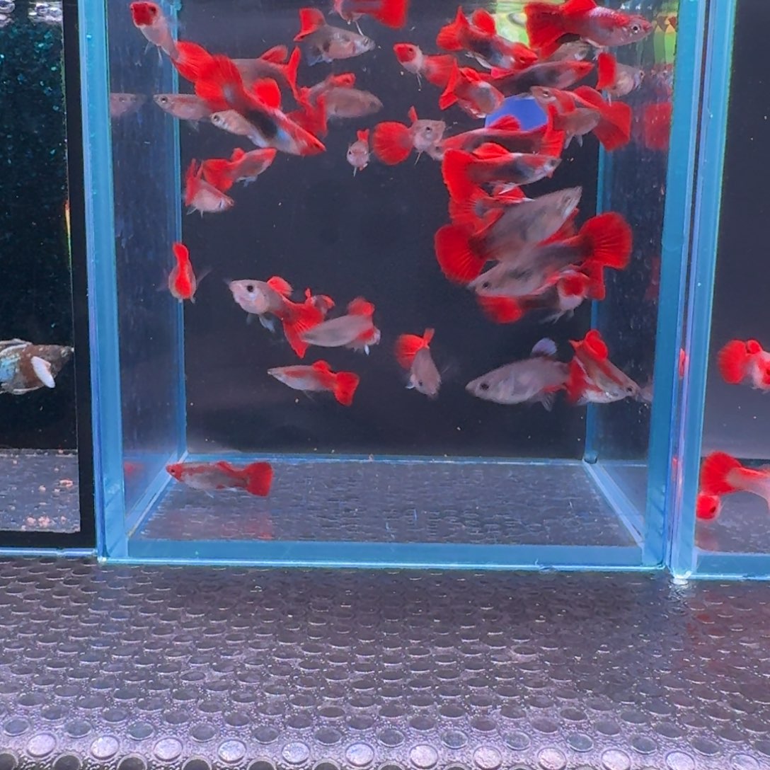 孔雀鱼练手孔雀15+5备损