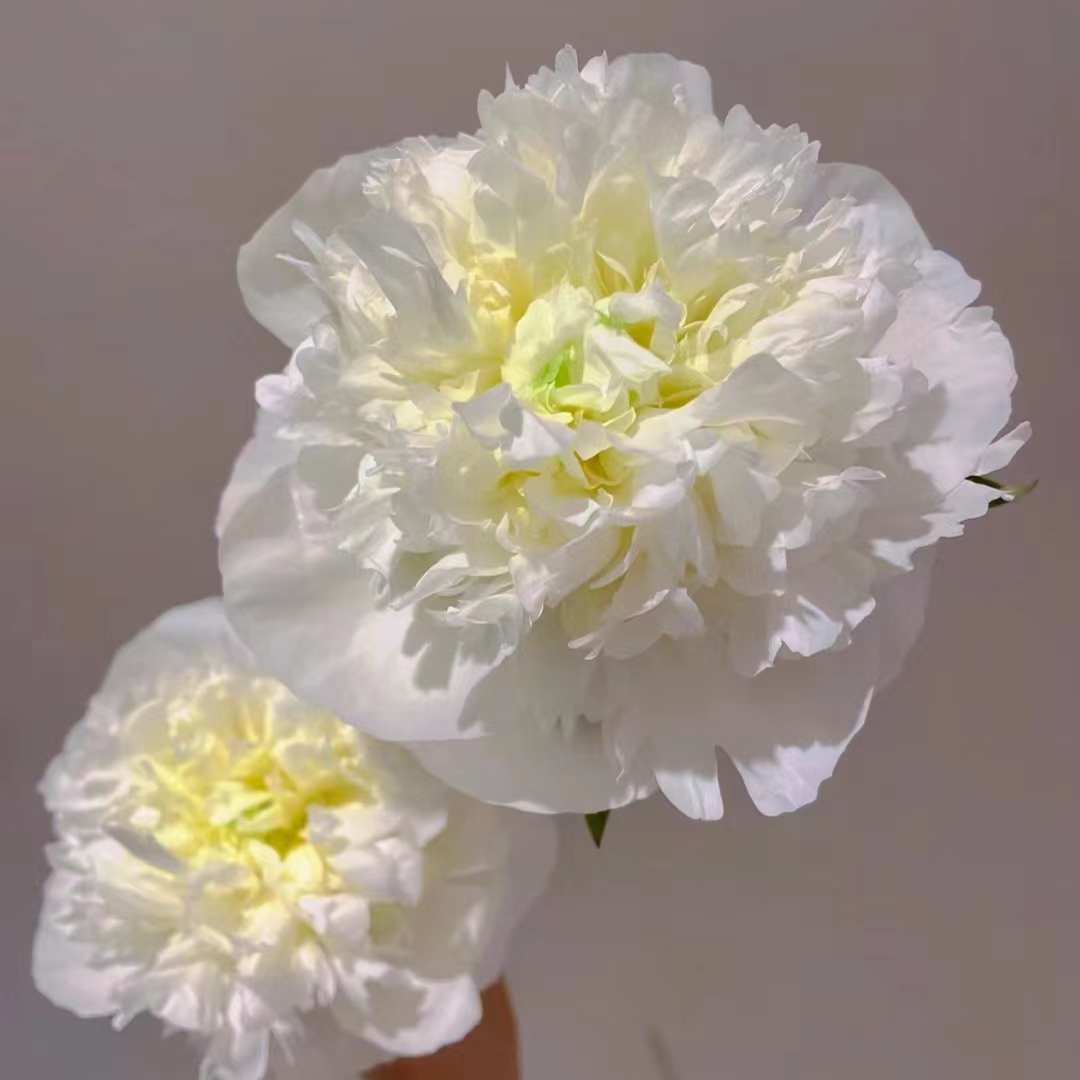 【公爵夫人】1到2芽边苗福利苗  新手福利