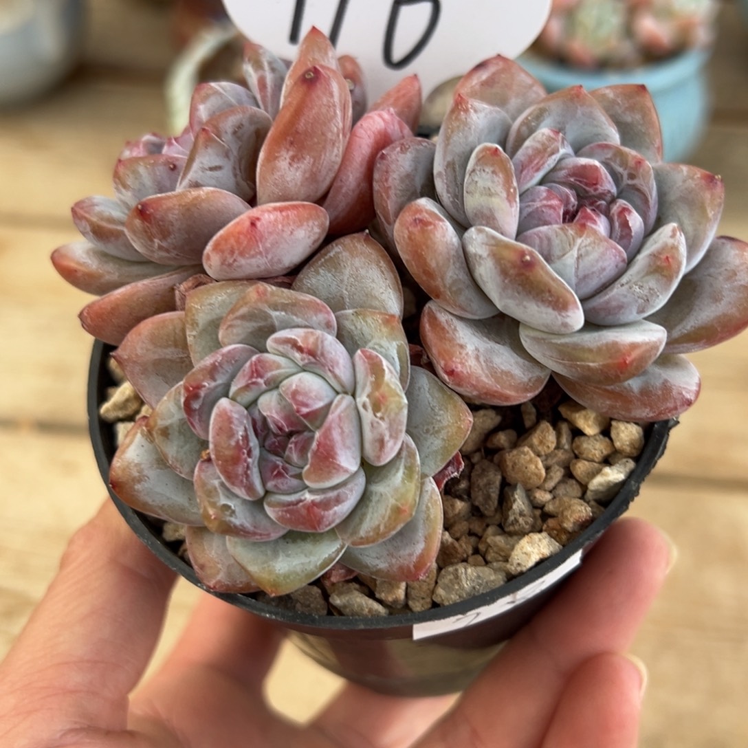 三头趴地紫心116号