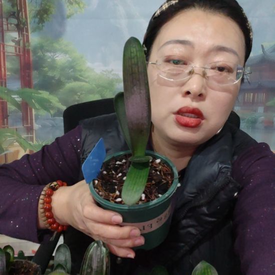 完全开放老粉丝随单价