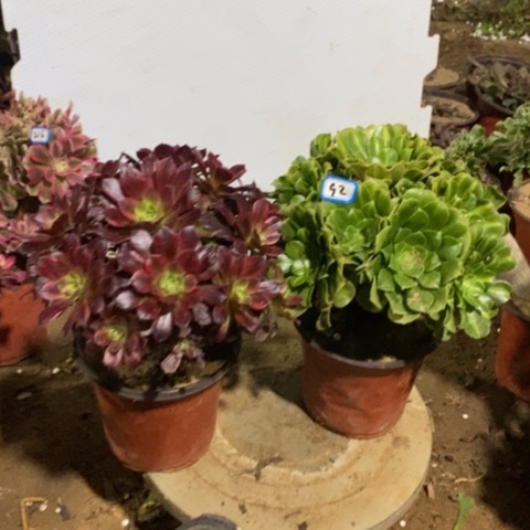 两颗法师一物一拍