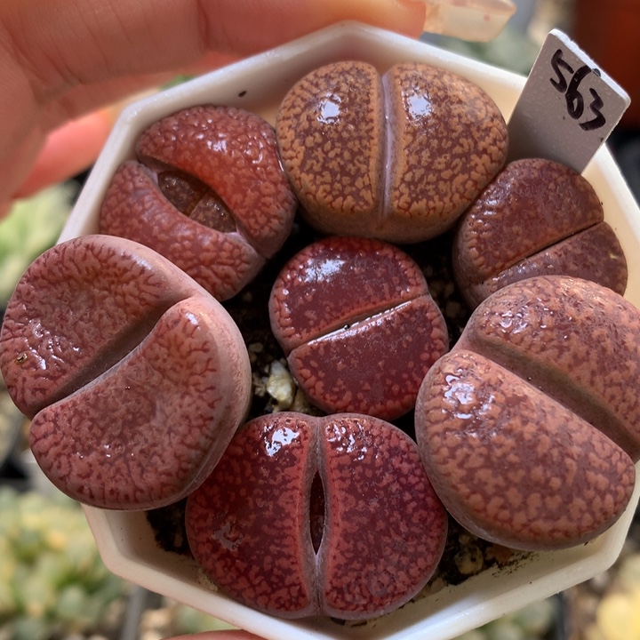 石生花带盆土发货