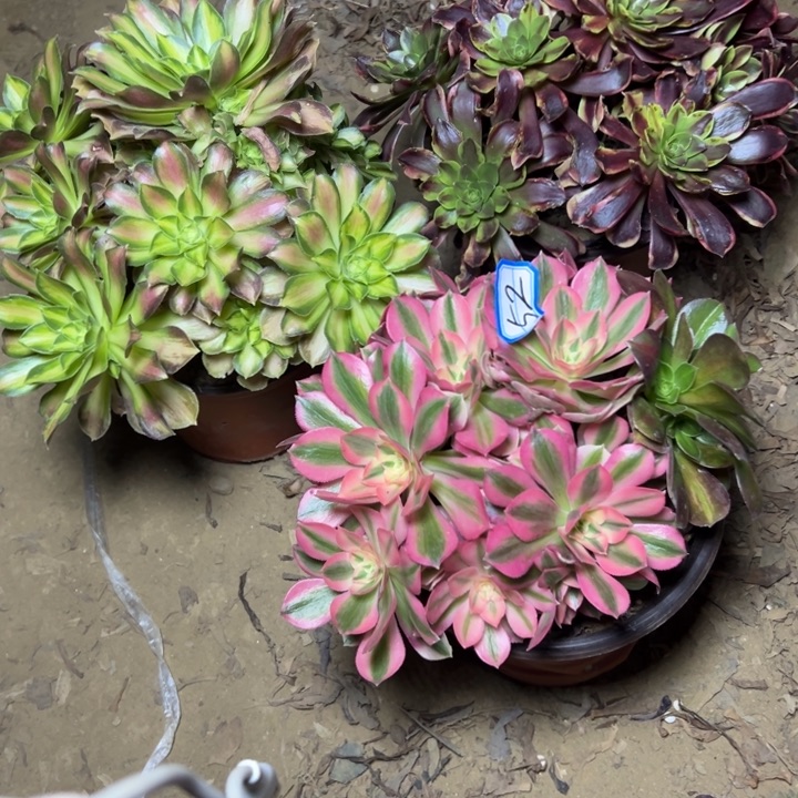 多肉植物断枝不包52