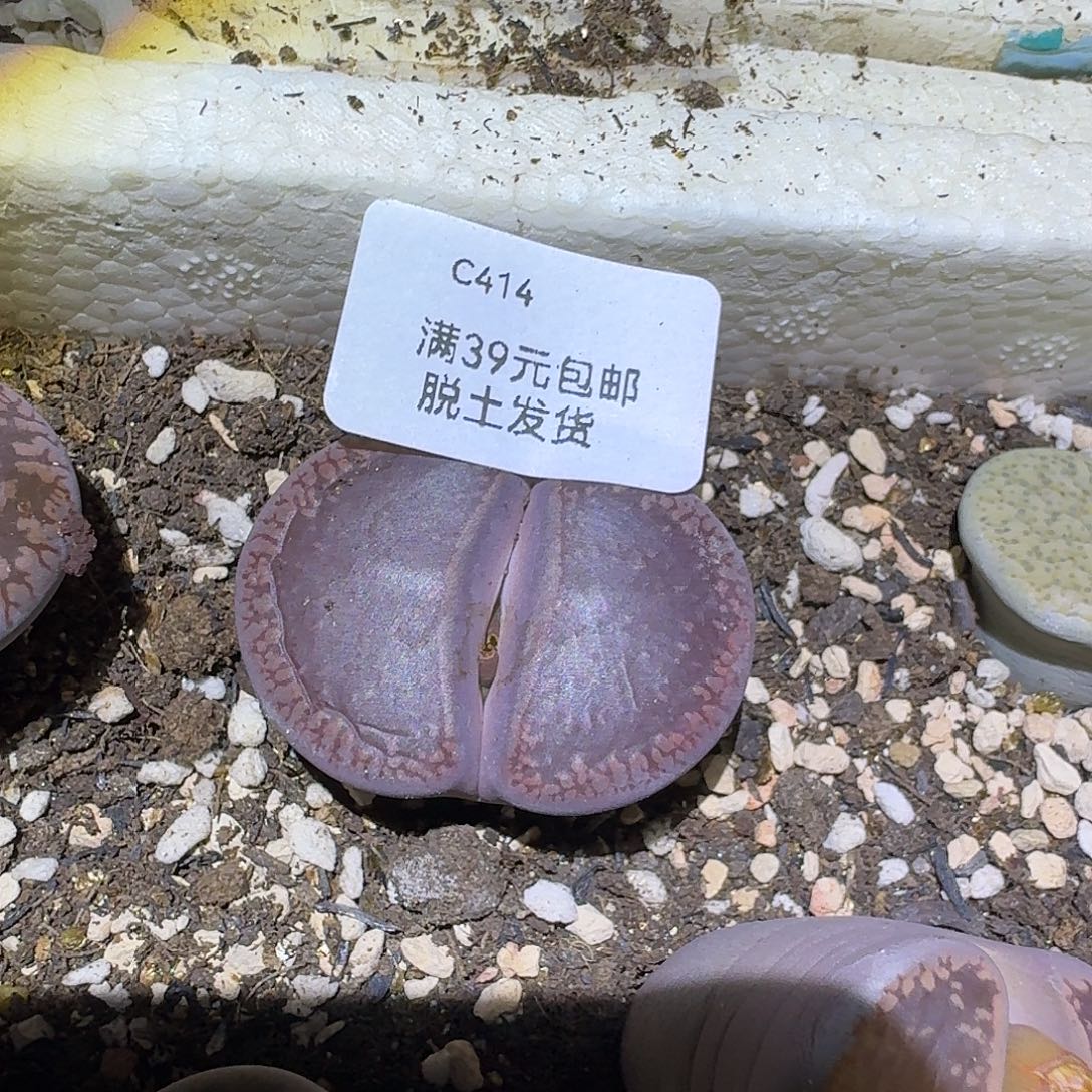 414多肉哈哈哈哈哈哈哈