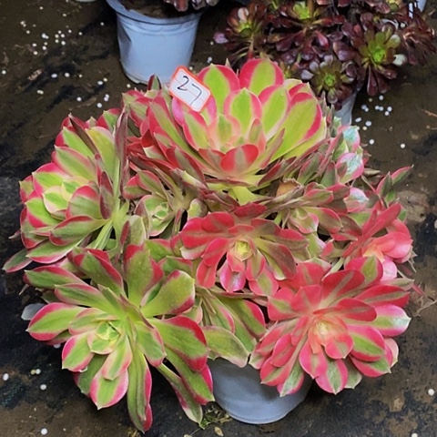 男神老桩捧花法师27链接