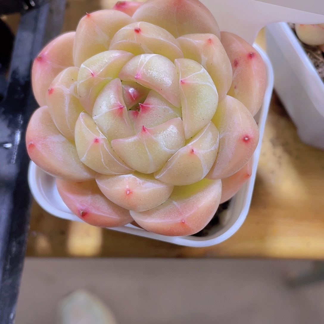 304号 丸叶珍妮孤品