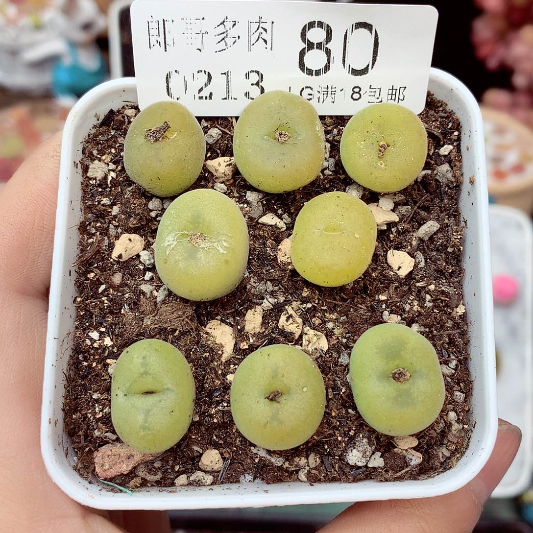 郎哥多肉生石花13-80