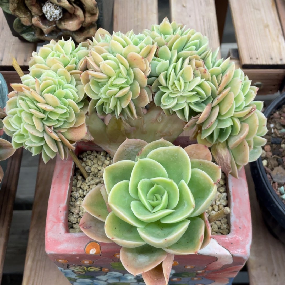 星纳塔缀化孔雀开屏