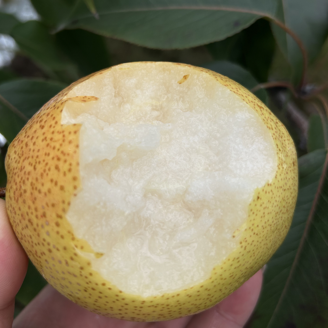 甘肃西和特产金平梨9斤包邮皮薄爆甜现摘现发坏果包赔