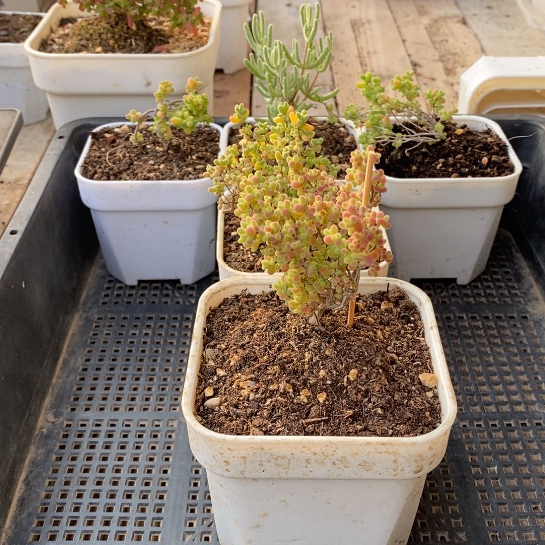 枝干番杏多肉植物960