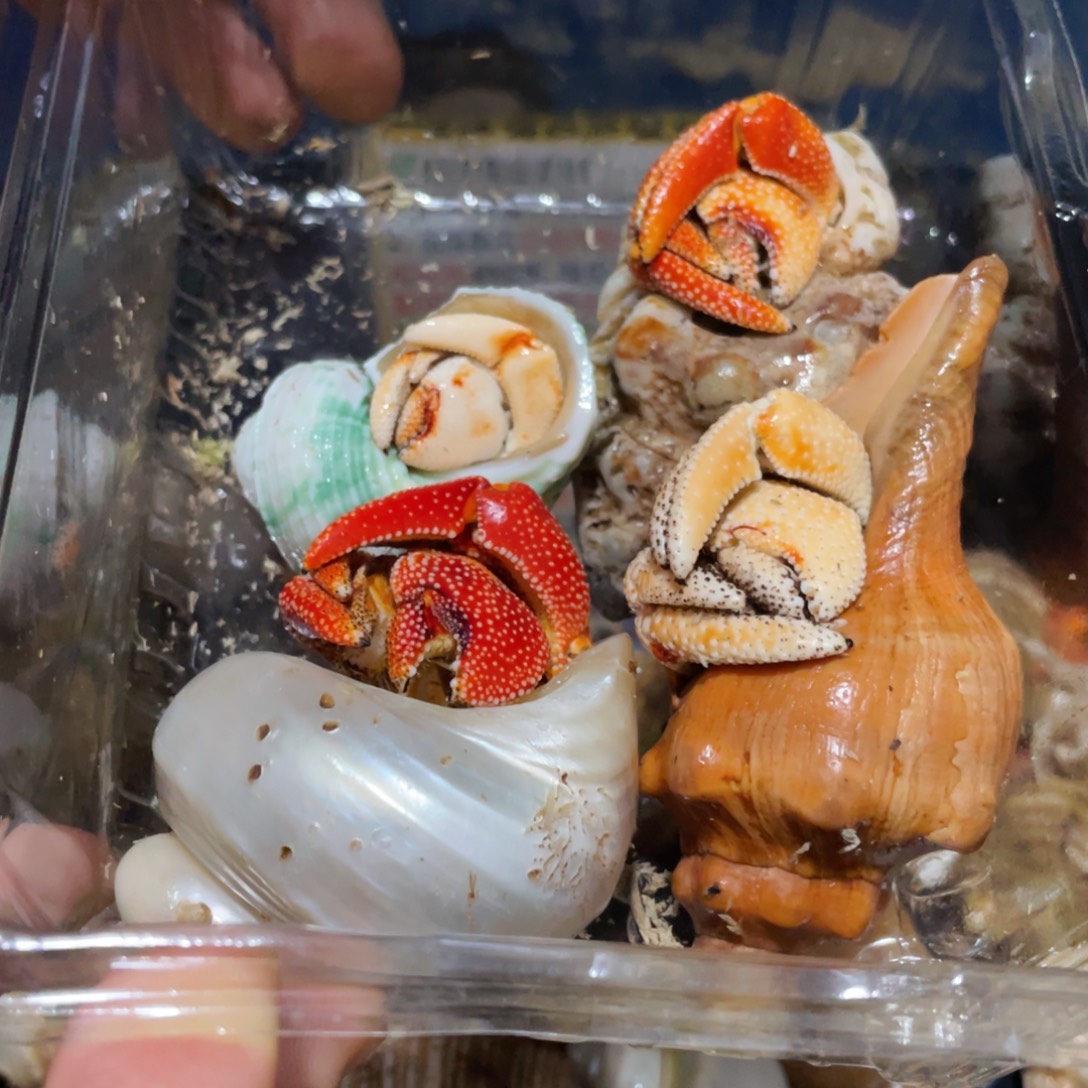 嗷***嗷蜗居异宠寄居蟹编号17