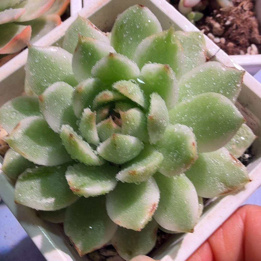黑水晶锦，多肉植物