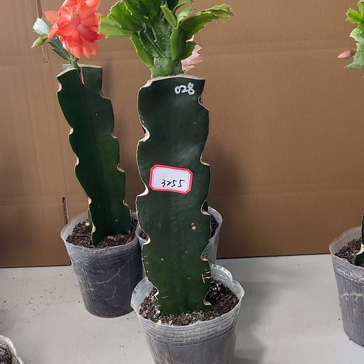 语***儿当前无花栽培后可以开花028