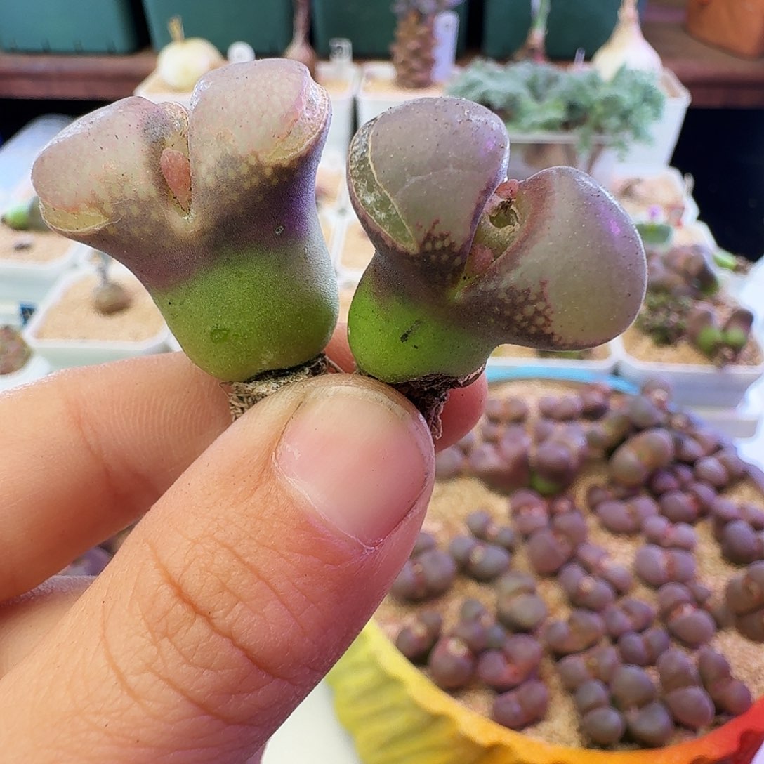 紫罗兰瑕疵清框介意慎拍711