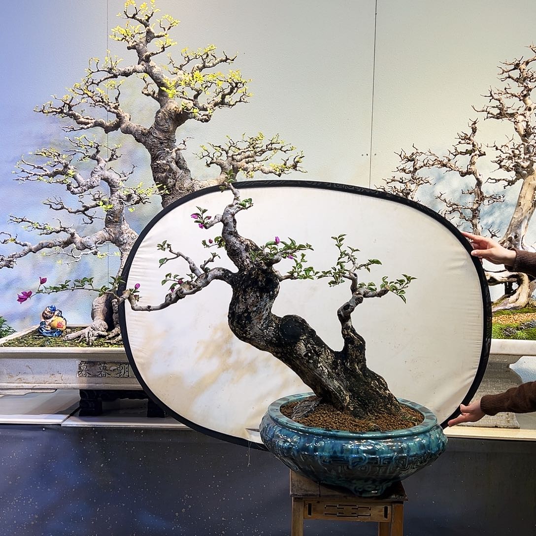 虫***乐无花朵岭南盆景精品三角梅