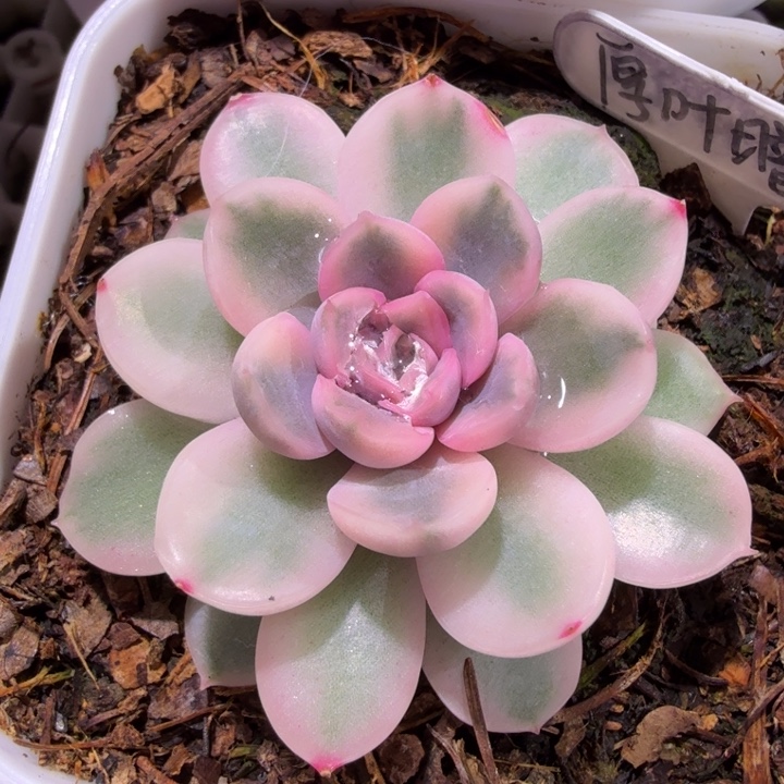 厚叶暗冰锦多肉植物