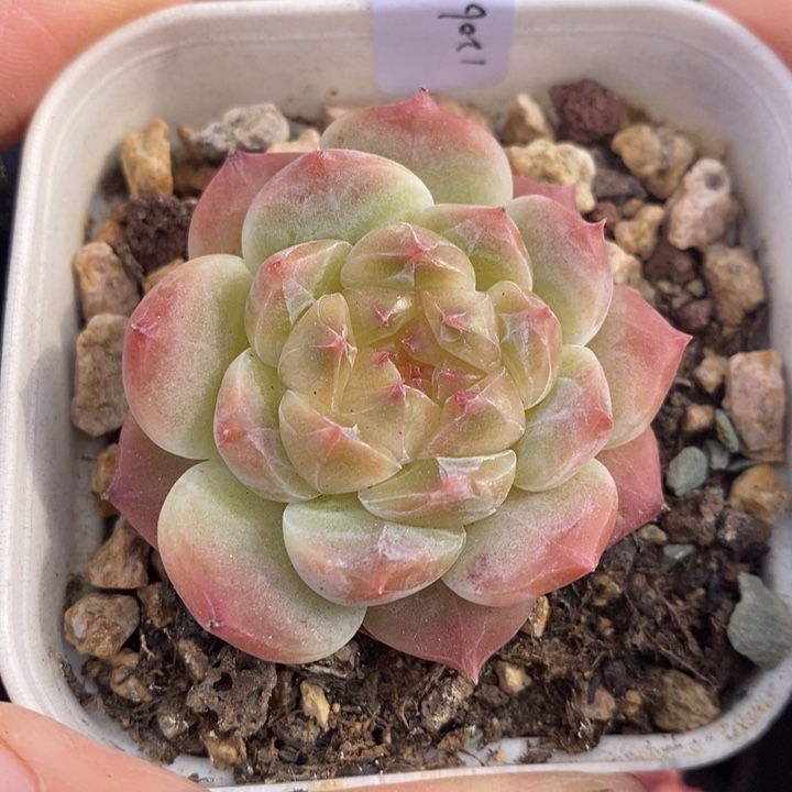 1206-50，糯心魄多肉